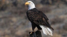 Bald eagle. (Photo by USFWSmidwest / Flickr)