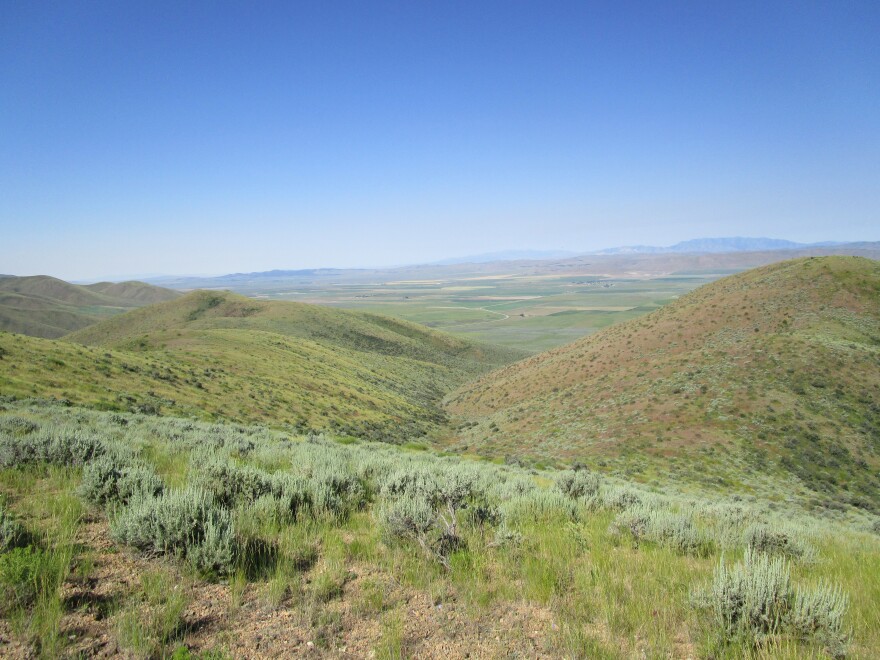 A hilly area with sagebrush and other grasses.