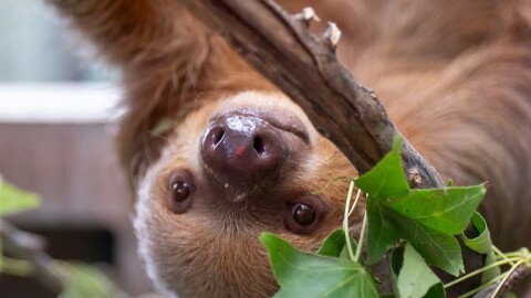 Dolce is one of two male sloths to recently progress out of intensive care at the zoo in Sanford.