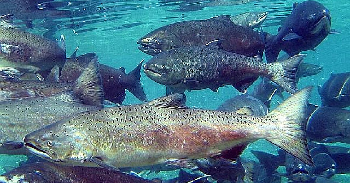 Climate change threatening salmon habitats, researcher says 83 Climate change threatening salmon habitats, researcher says