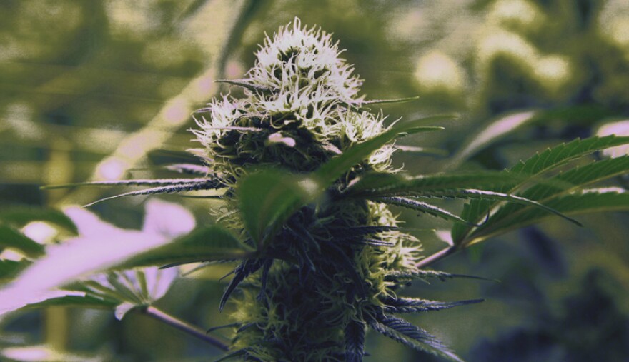 Sensible Washington said Wednesday it would push the initiatives in Spokane, Olympia, Bellingham, Everett, Kent, and Bremerton.