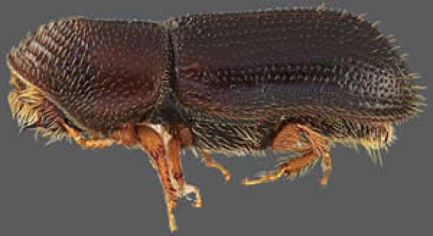 walnut-twig-beetle.jpg