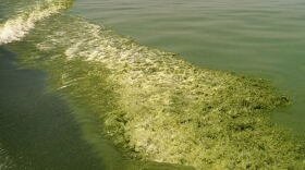 Boat Wake Through Harmful Algal Bloom