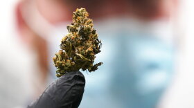 FILE A cannibis bud is ready for processing at the Greenleaf Medical Cannabis facility in Richmond, Va., Thursday, June 17, 2021. Republican lawmakers in Virginia who opposed legalizing simple possession of marijuana say they don't want to scrap the law, but they do want to make significant changes. (AP Photo/Steve Helber/FILE)