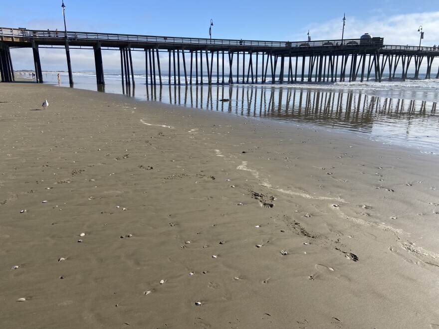 Hundreds of clams strewn across the shore at Pismo Beach.