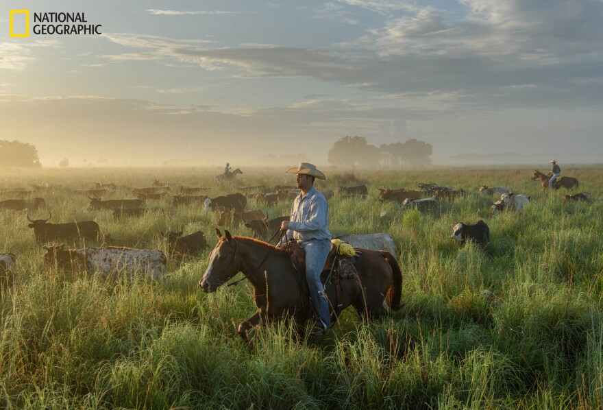 Ranchers round up cattle 