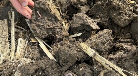 These earthworms are a sign of healthy soil.