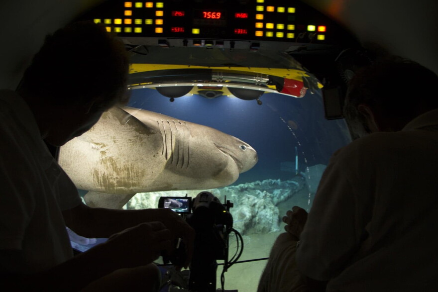 A bluntnose sixgill shark arrives to feed on the carcass of a sperm whale in the Atlantic
Ocean. Taken from inside "Lula," a submersible of the Rebikoff-Niggeler Foundation. (Will Ridgeon)