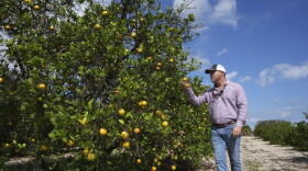 Trevor Murphy, inspects an orange tree in one of his groves, Tuesday, Feb. 18, 2025, in Sebring, Fla. Murphy, whose family has been growing oranges for generations, is hoping for a cure to citrus greening, a bacterial infection that together with other factors has decimated the industry.