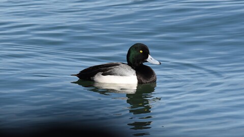 A male Greater Scaup.