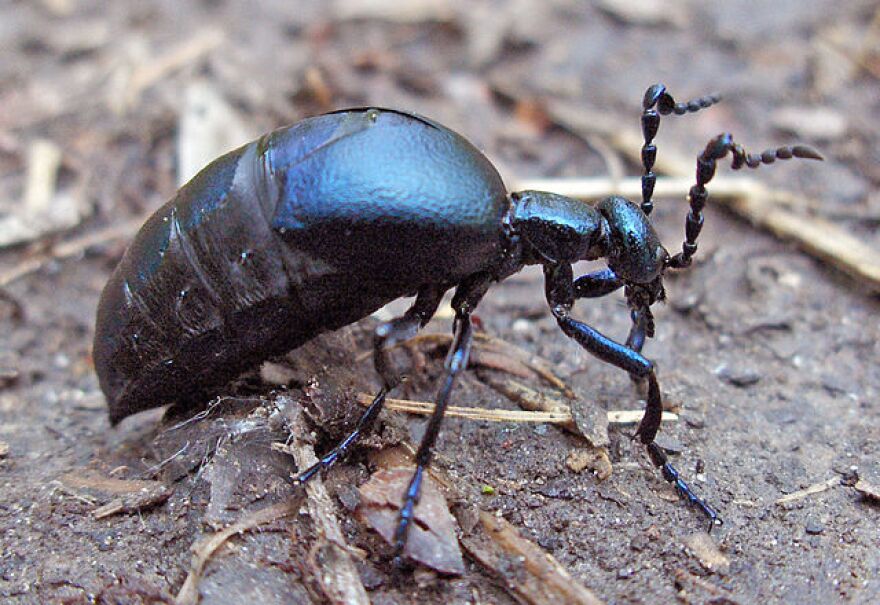 An Oil Beetle