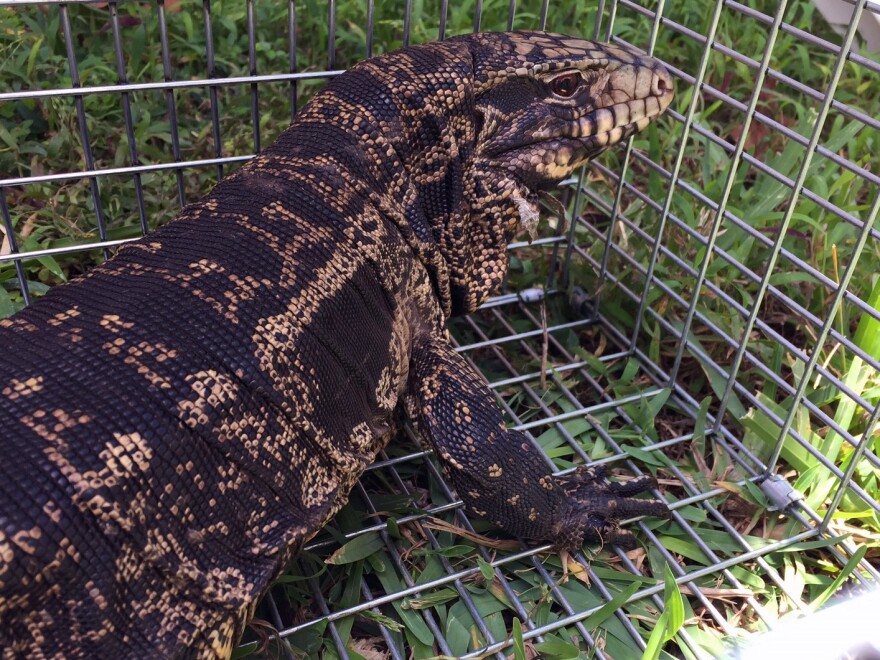 A black and white tegu is trapped in a cage.