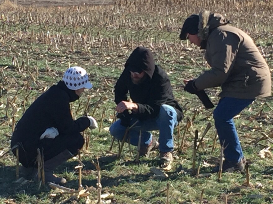 Researchers at the University of Nebraska-Lincoln inspect a field planted with cover crops.