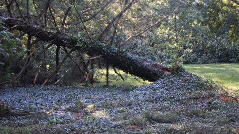 An uprooted tree near Saint Jones River on Division Street.