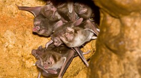 Common vampire bats (<em>Desmodus rotundus</em>), such as this group day-roosting in a cave in Mexico, can form cooperative, friendship-like social relationships.