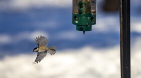 A black-capped chickadee flies away from a bird feeder after eating at the Audubon Boston Nature Center in Mattapan. (Jesse Costa/WBUR)