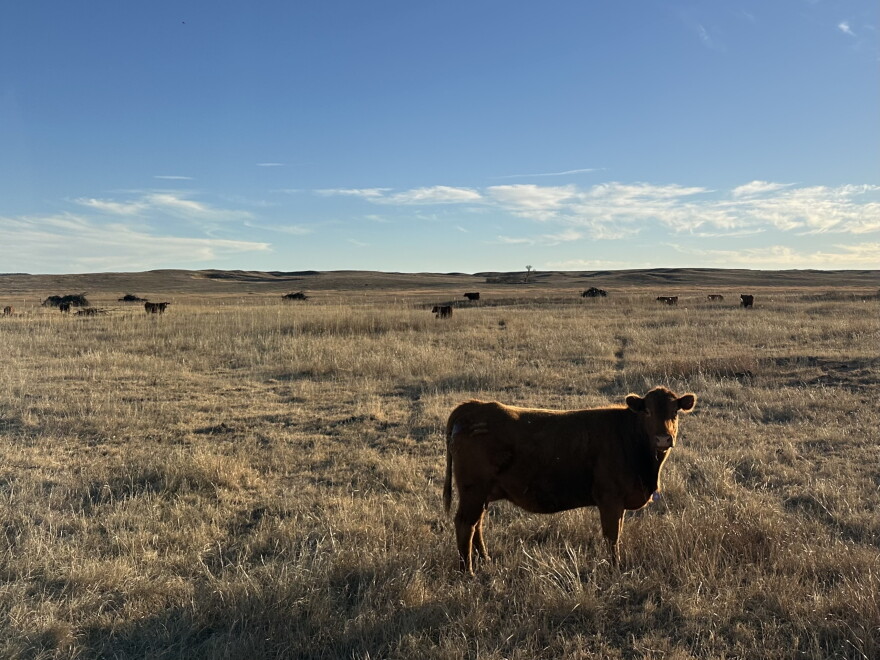 Cows graze in a sparse pasture at the Fields Ranch outside Canadian, Texas.