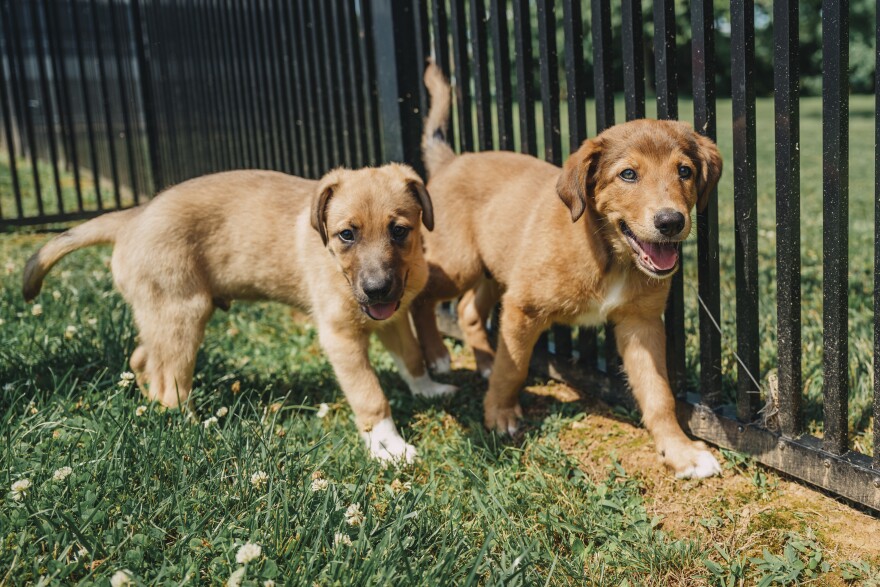 Puppies Kramer and Wiss Fiss were adopted by Canine Partners for Life from the Delaware Humane Association and Delaware SPCA to become service animals