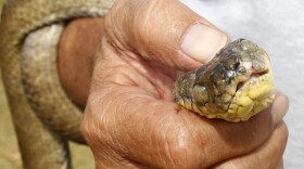 FILE - In this Feb. 5, 2013, photo, a brown tree snake is held by a U.S. Department of Agriculture wildlife specialist at Andersen Air Force Base on Guam.