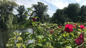 Hibiscus plants in bloom at Holden Arboretum in Kirtland. 