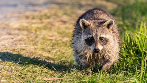 Raccoon roams in field
