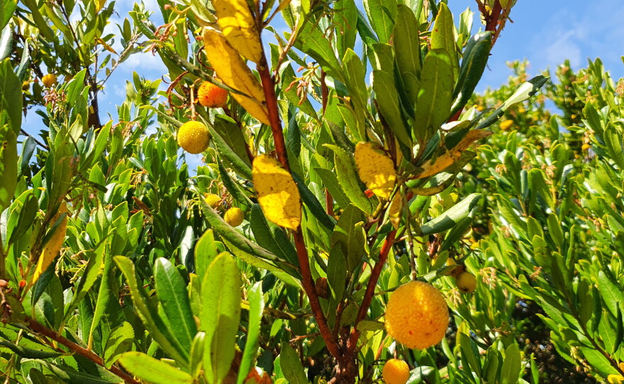 The Manzanita berry is perfectly edible...if you have the right palette.