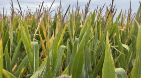 It's harvest time for Michigan's corn crop