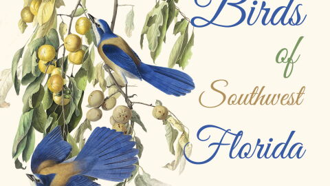 Edison Ford Winter Estates Graphic for 'Birds of Southwest Florida' exhibit