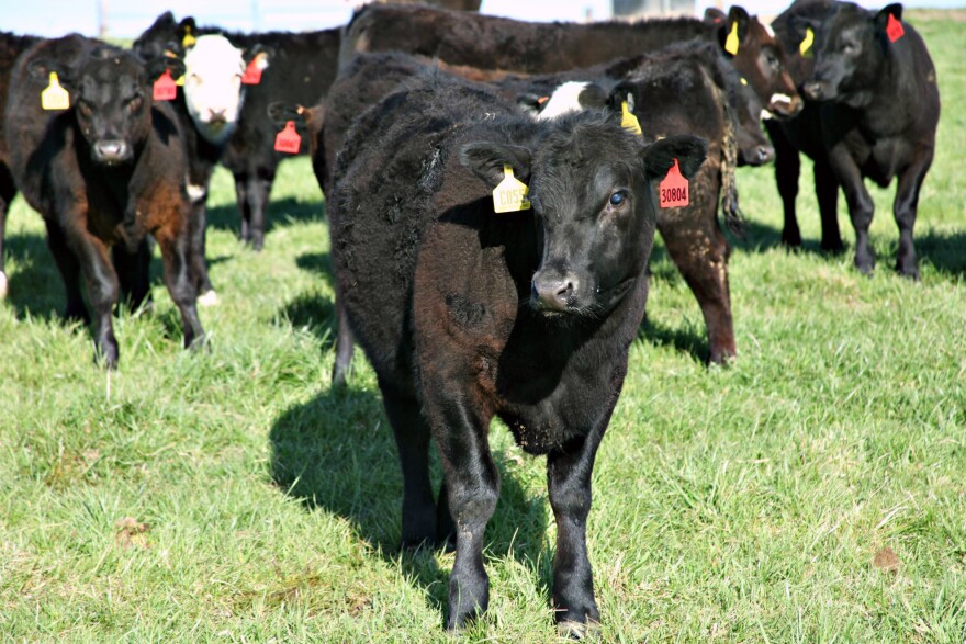 John's calves were born last fall and weaned during the winter.