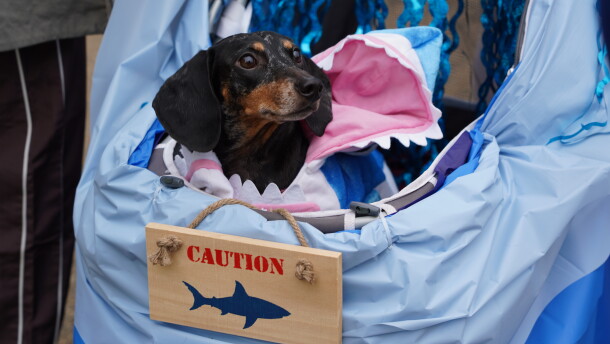 Dachshunds of Columbia held its annual "Halloweenie Walk" on Saturday, Oct. 17, 2026 in Columbia, S.C.
