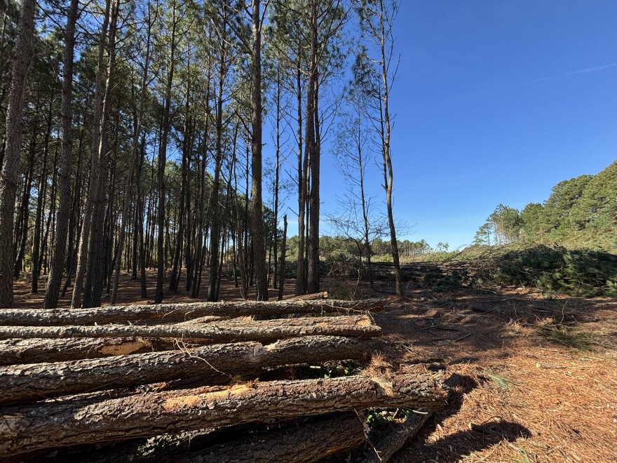 Crews clear trees at Pleasure House Point in Virginia Beach on Wednesday, March 19, 2025.