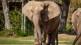 Stephanie, the matriarch of the Sedgwick County Zoo's elephant herd, died Oct. 8. At 55, she was the third-oldest African elephant in North America.