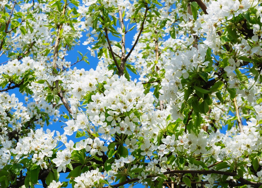 Close-up of white pear blossoms in bloom on tree branches against a blue sky.
