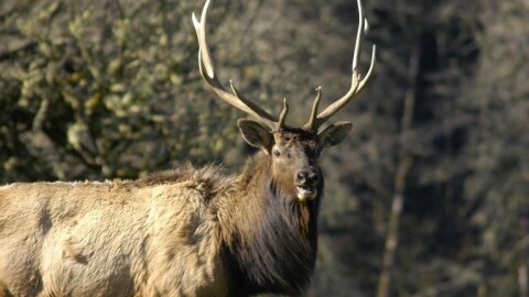Over the last 30 years, the elk population along Oregon’s northern coast has ballooned. An elk sighting like this file photo of a bull elk used to be an unexpected thrill, but now the animals, which can weigh 1,000 pounds, are trampling pets to death, ramming cars and even attacking people.