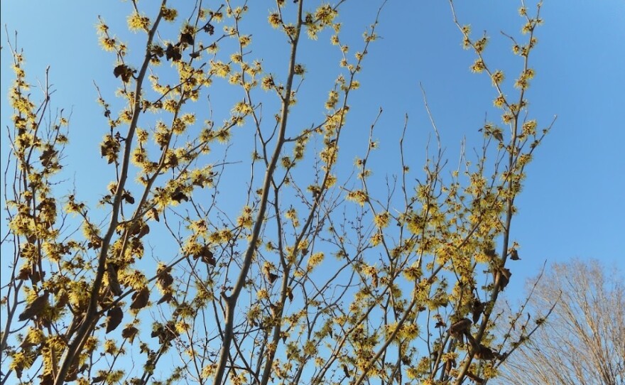 Deborah Benoit says her favorite native plant is Witch Hazel. Here is is, in bloom in the early spring.