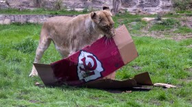 A lioness at the San Antonio Zoo predicted this year's Super Bowl champion. Two boxes painted with the two teams' logos and colors were filled with meat and vegetables and presented to the lioness Thursday morning.