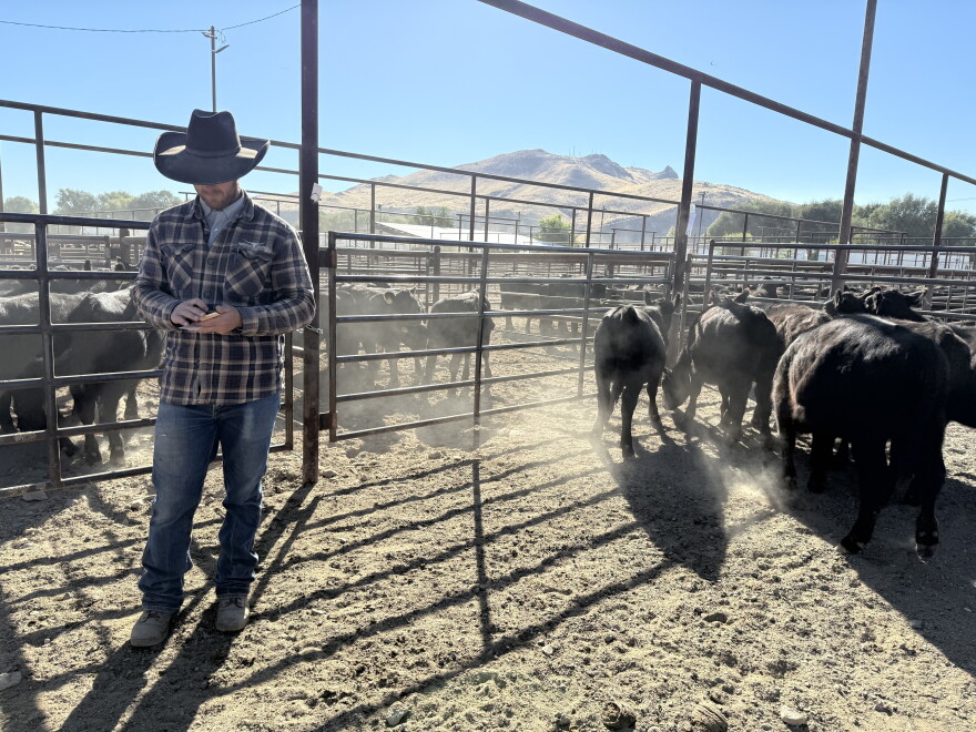 Katlen Schimmelpfennig, 37, of Burns, Oregon, sorts documentation for bunches of cattle at the Producers Livestock sale on Sept. 30, 2026.