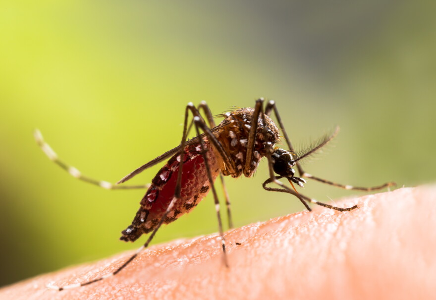 Aedes aegypti Mosquito. Close up a Mosquito sucking human blood,