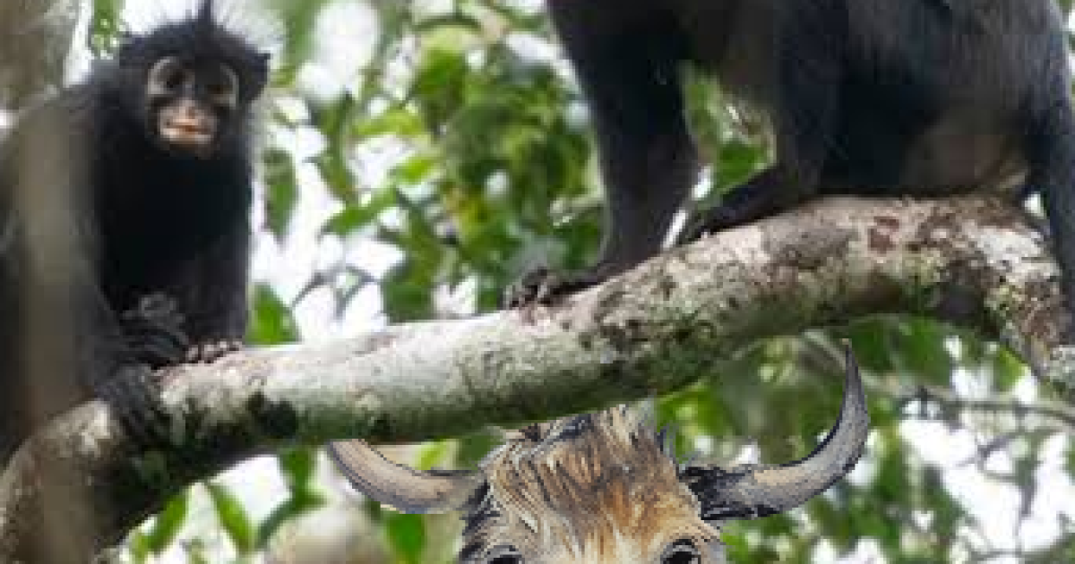 The Monkey’s Lipstick