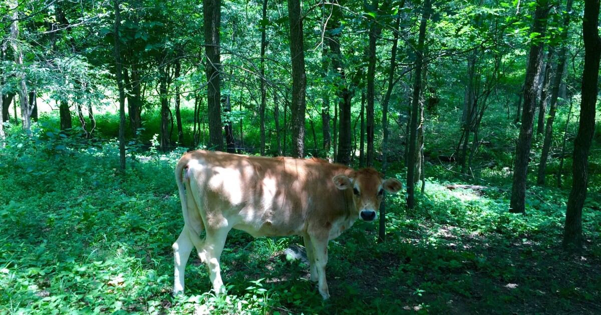 Grazing In The Grass An Old Fashioned Idea Holds New Promise For Sustainable Farming Wvpb