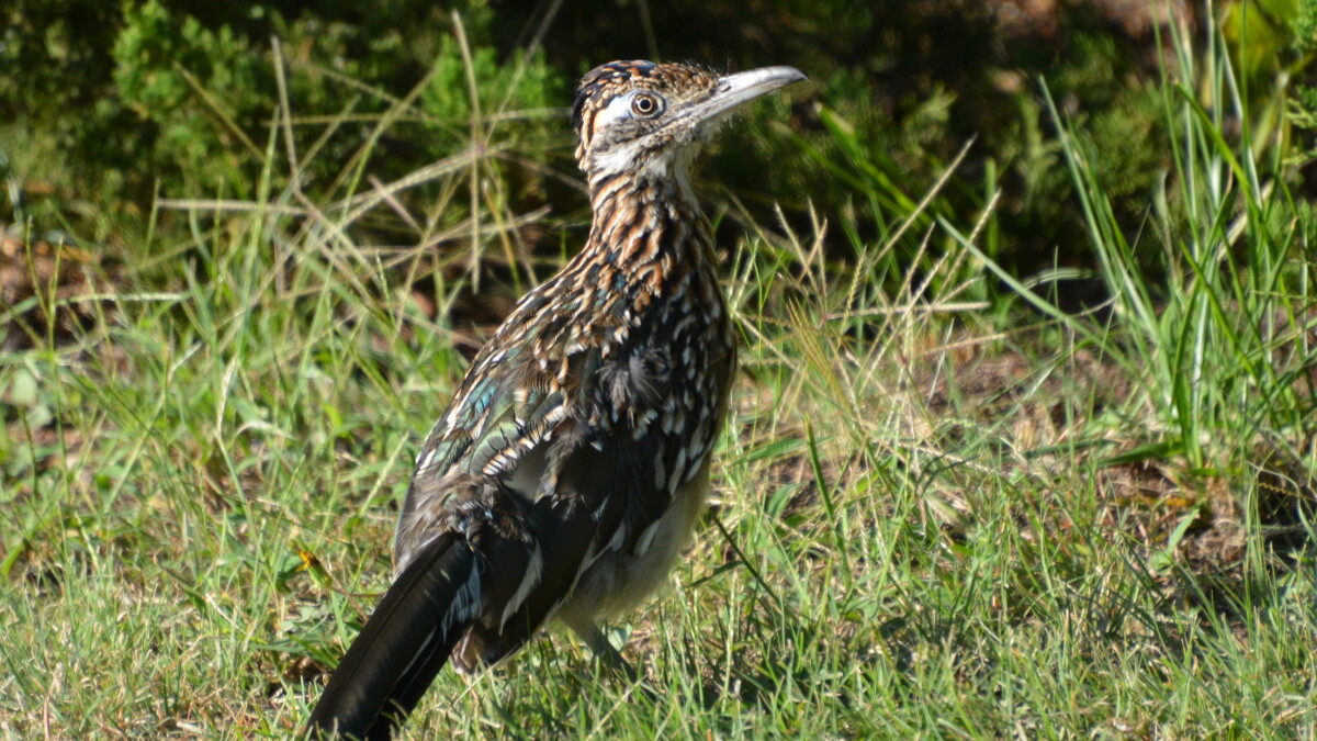 Roadrunners are finding a more comfortable home in a changing Kansas landscape