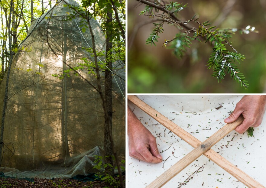 (Left) A hemlock tree is covered in a net to monitor and breed a predator beetle that the park service is using to fight off the adelgid. (Top) The hemlock woolly adelgid gets its name for the white woolly clusters it makes on a hemlock tree's branch. (Bottom) Jesse Webster, head of the Great Smoky Mountain National Park vegetation crew, collects samples to monitor predator beetle populations.