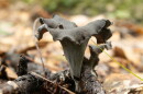 Black trumpet (Craterellus cornucopioides)