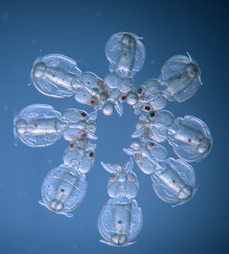 These <em>Doryteuthis pealeii </em>squid embryos were injected with CRISPR-Cas9 at different times before the first cell division, resulting in mosaic embryos with different characteristics.