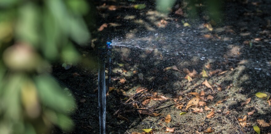 Micro irrigation is used to water the Mota Ranch 36 acre almond orchard in Livingston, CA on July 23, 2015. Owner Jesse Mota worked with U.S. Department of Agriculture (USDA) Natural Resources Conservation Service (NRCS) Merced Service Center Soil Conservationist Tomas Aguilar-Campos to create a conservation plan for Mota Ranch. This plan included using cover crops and micro-irrigation from the beginning. This type of micro irrigation uses micro sprinklers spraying water from a low height for several feet. The numerous sprinklers keep water on the trees’ root zones and water is sprayed at a predetermined rate to customize the efficient irrigation of each tree. Additionally, a thick cover crop is grown between the rows of trees, but a few weeks before harvest, this one was mowed and allowed to decompose into improve soil health and leave a clear surface needed for harvest operations.