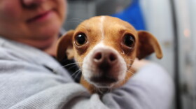 A handler holds one of 58 homeless Chihuahuas and small mixed breed dogs from Los Angeles. (Robyn Beck/AFP/Getty Images)