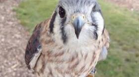 Bird Missing Right Eye