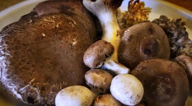 A bounty of mushrooms. (Jesse Costa/WBUR)