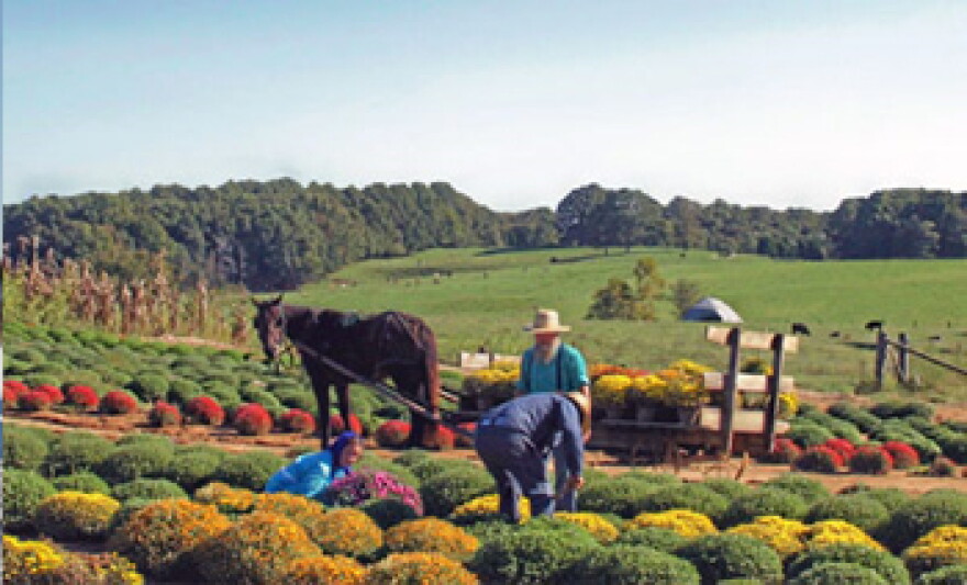 An example of the vibrant Amish community in Marion, Kentucky.