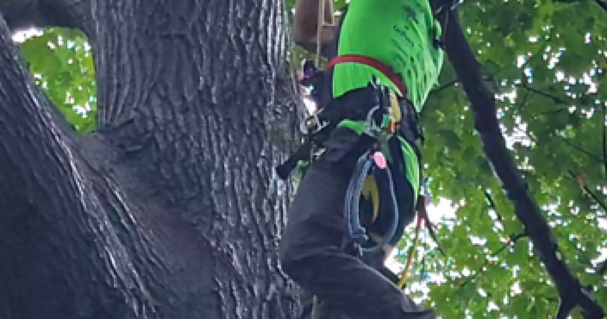 2024 NYS Tree Climbing Championship in Washington Park | WAMC